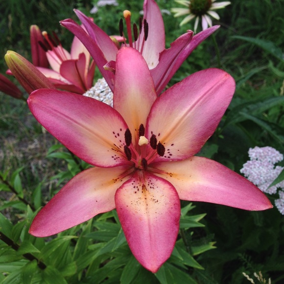 Meet your Posher, Luna - Picture 7 of 15